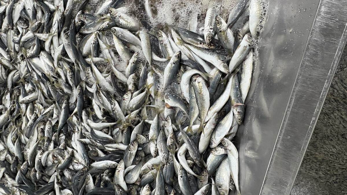BQF vs IQF Frozen Seafood: What Is the Difference?