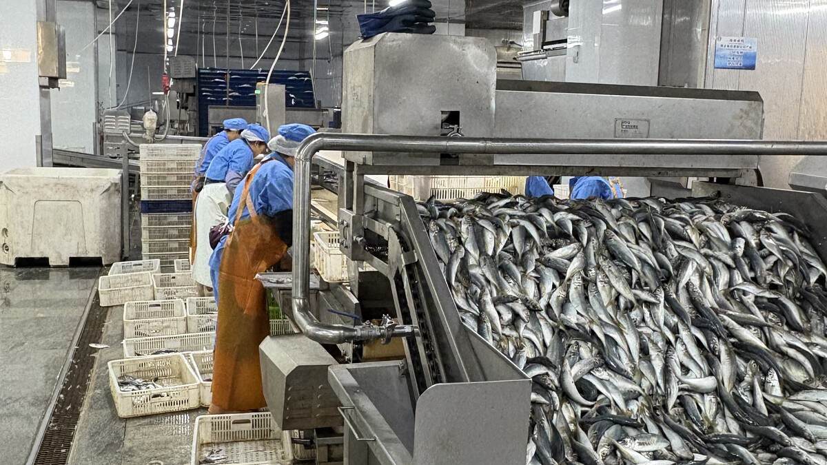How to Check Frozen Seafood Quality Before Shipment