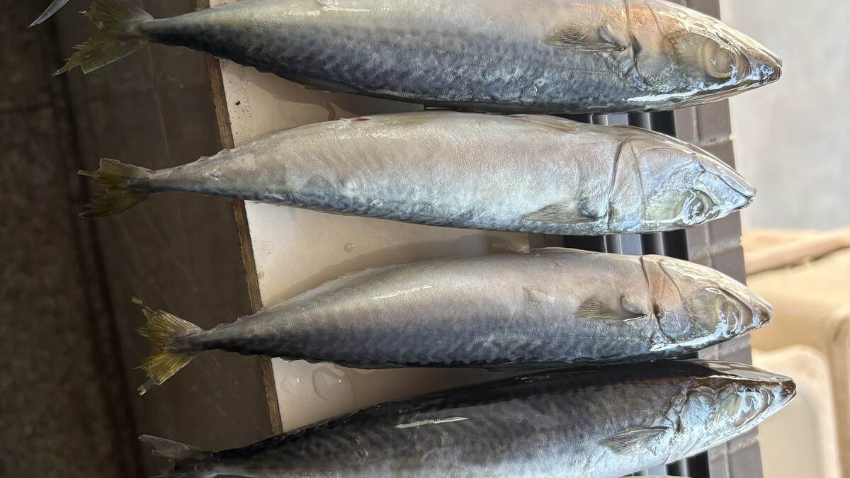 How to Choose the Right Frozen Fish Size for Your Market
