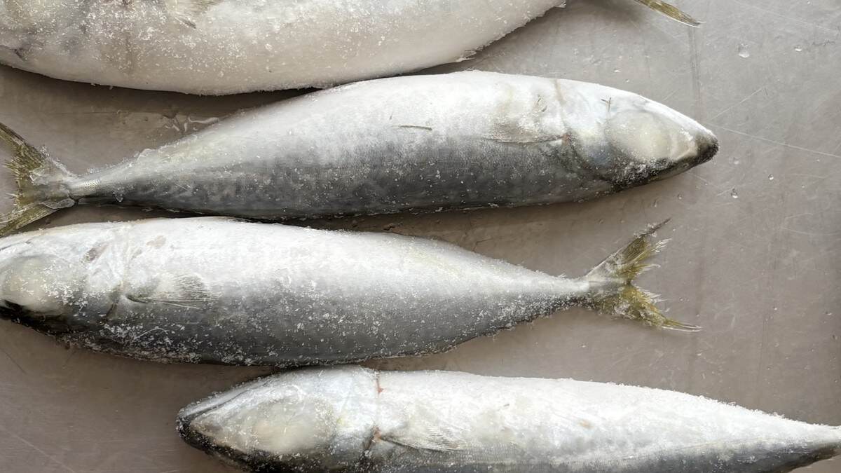 Whole Round, HGT, Fillet or Butterfly: How to Choose Processing Methods