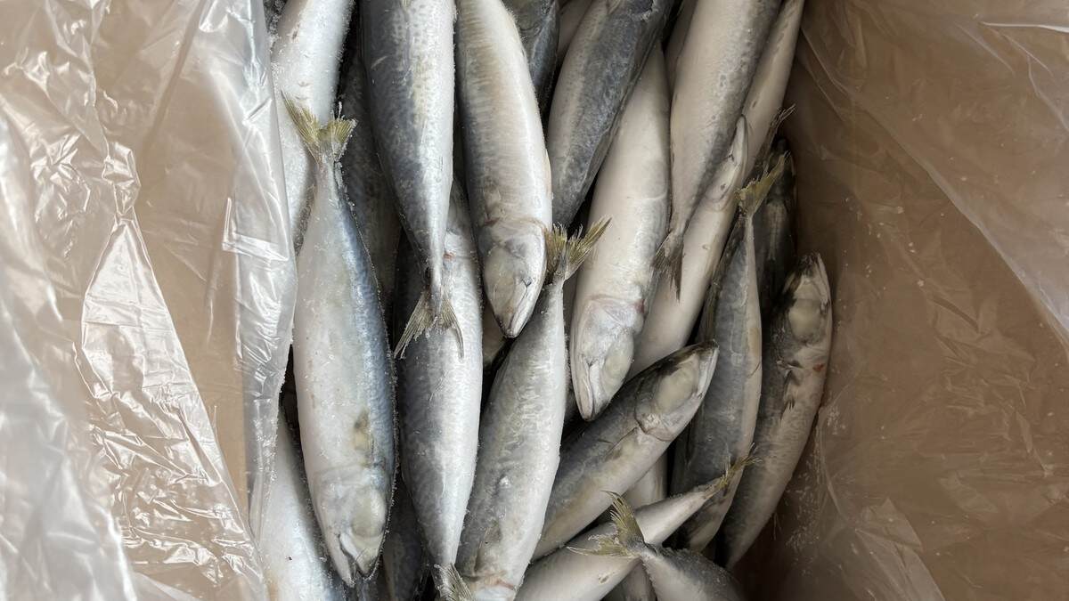 Common Packing Options for Frozen Seafood Importers