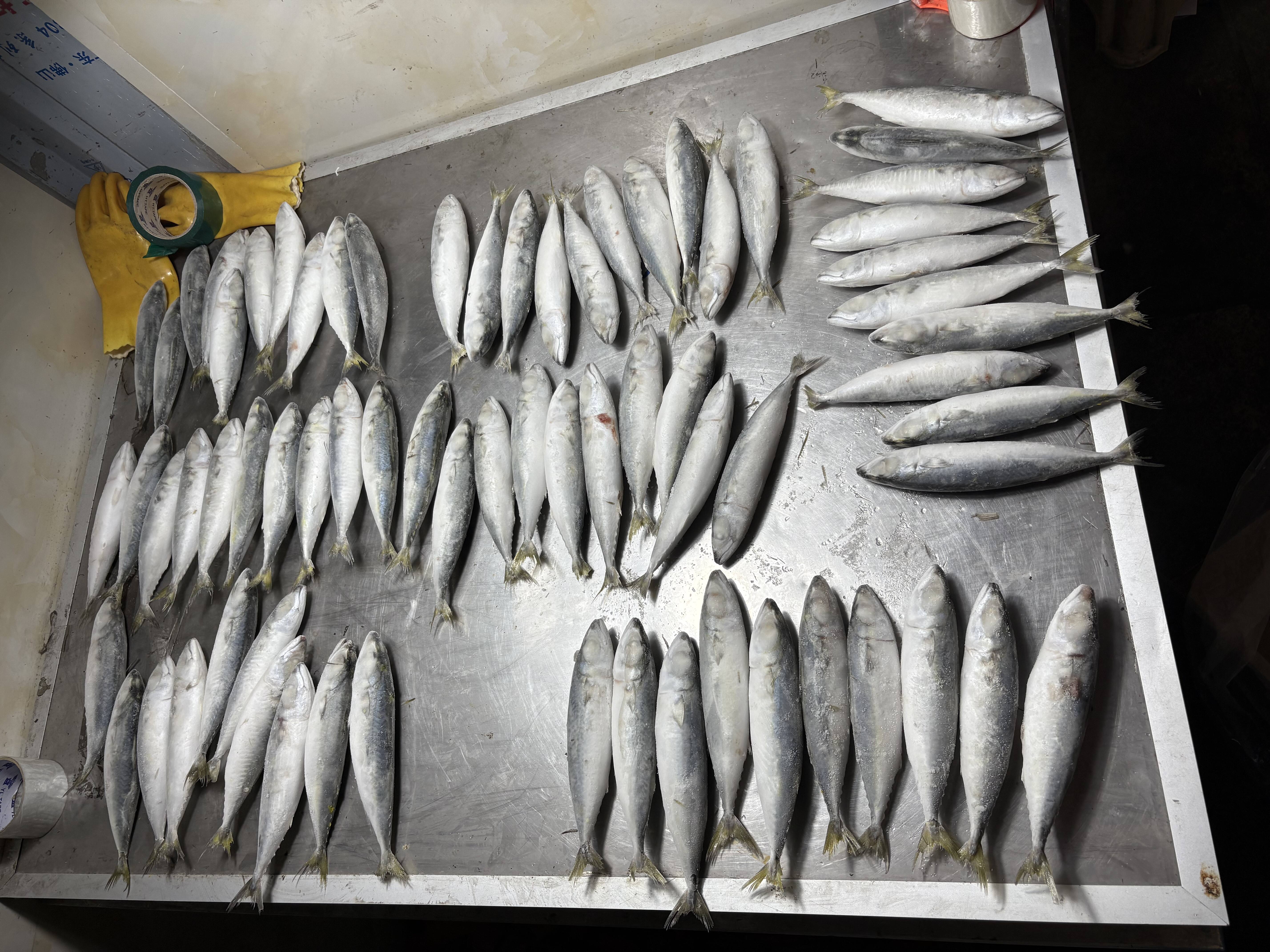 How to Choose Frozen Pacific Mackerel for Import