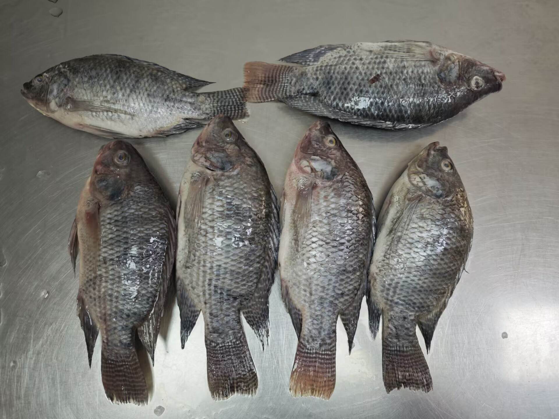 How to Choose Frozen Tilapia for Import