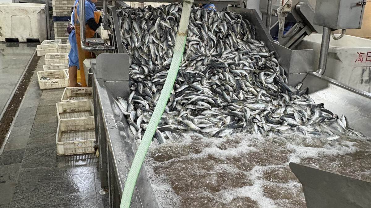 How to Plan Reefer Container Loading for Frozen Seafood Orders