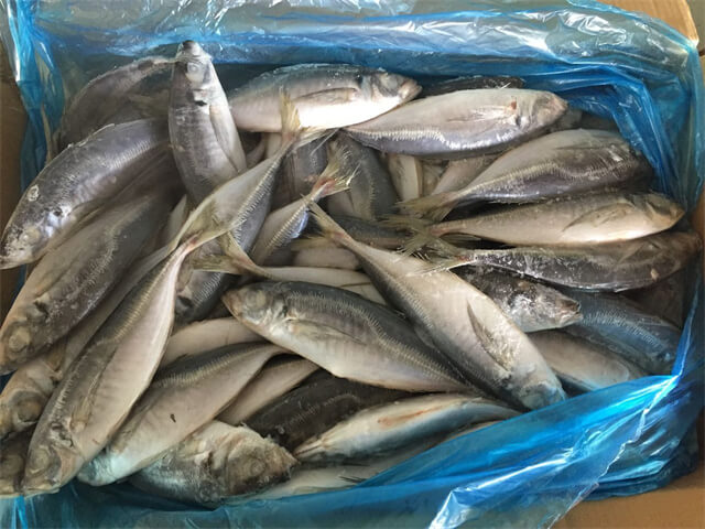 Horse Mackerel