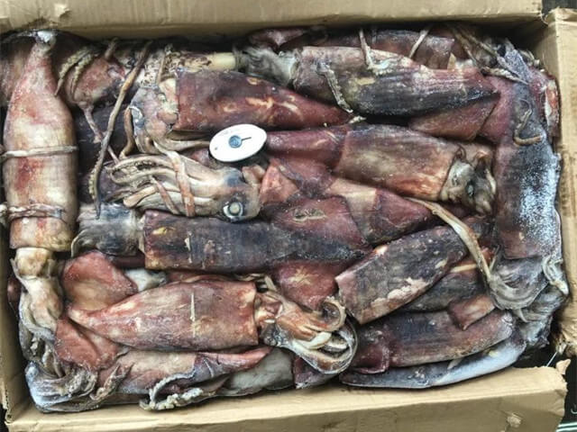 Indian Squid