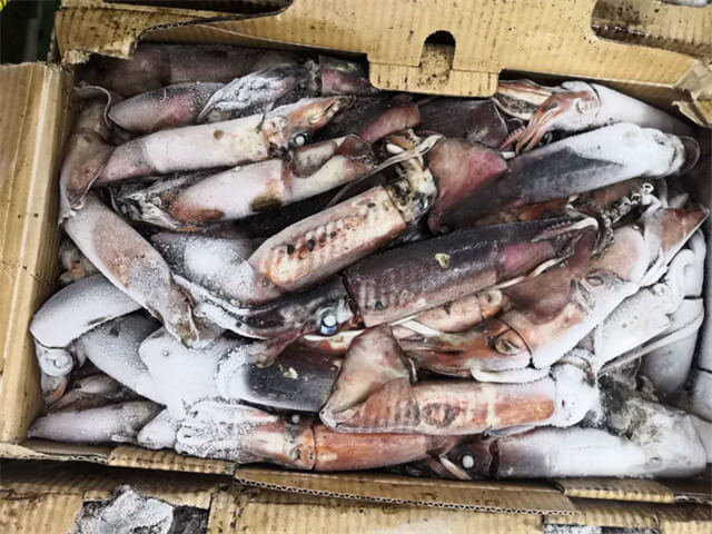 Indian Squid