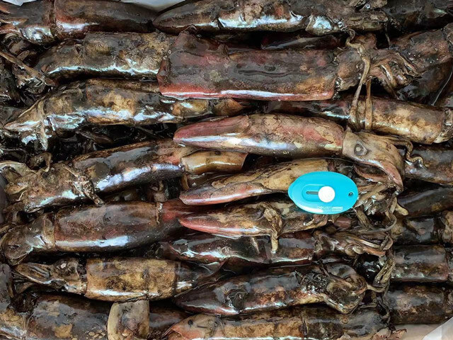 Indian Squid
