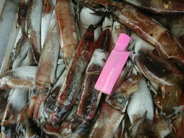 Black Squid