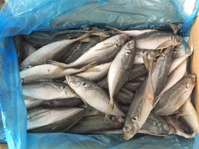 Horse Mackerel