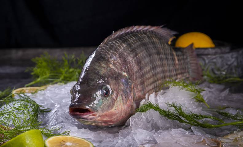 Frozen Tilapia