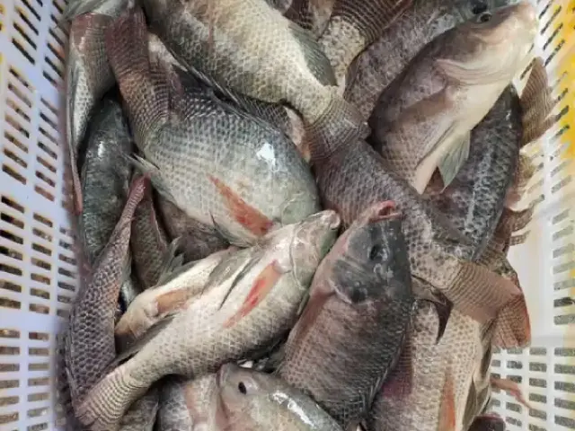 Whole Round Black Tilapia - Direct China Factory Export.