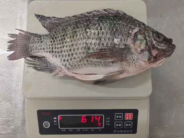 Tilapia