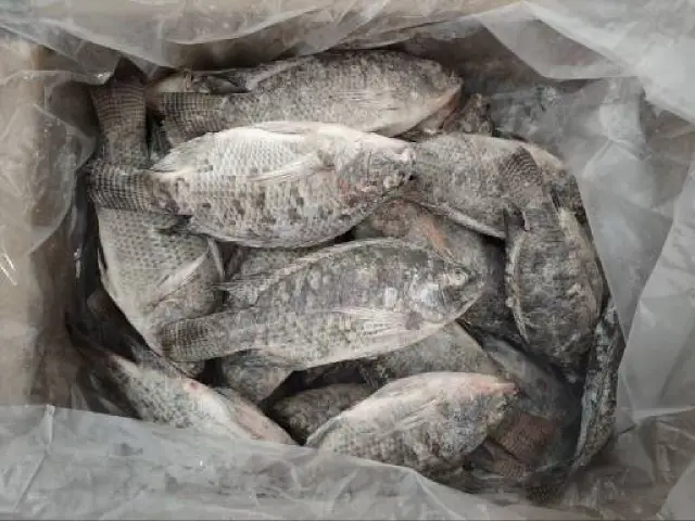 Tilapia