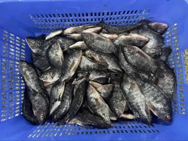 Tilapia
