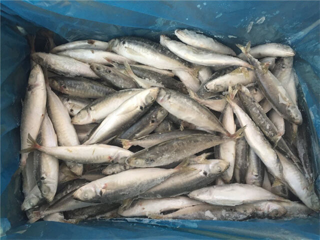 Round Scad