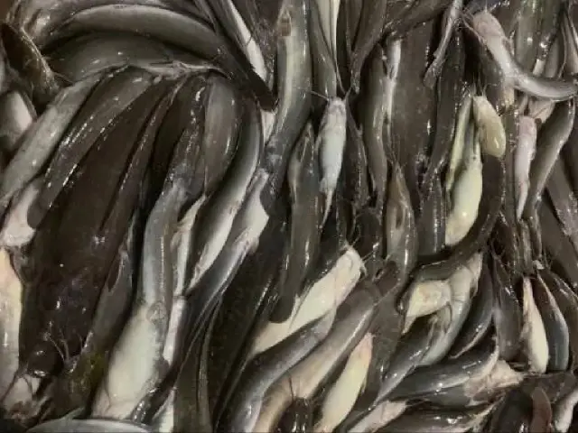 Catfish