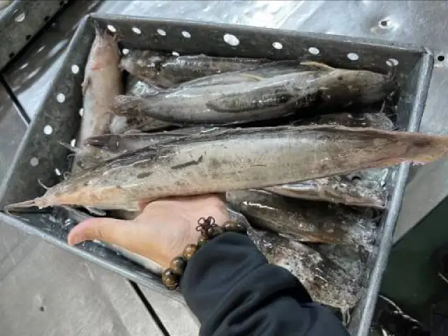 Catfish