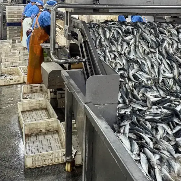 Your Reliable Fish Factory