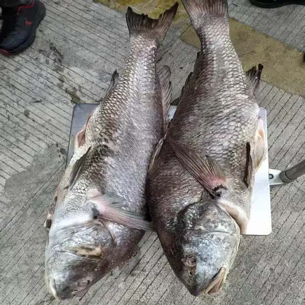 Brown Croaker
