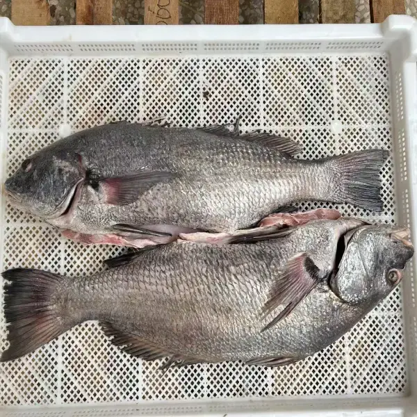 Brown Croaker