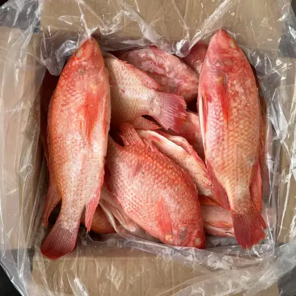 Red Tilapia