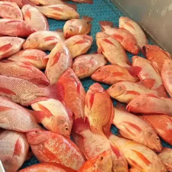 Red Tilapia