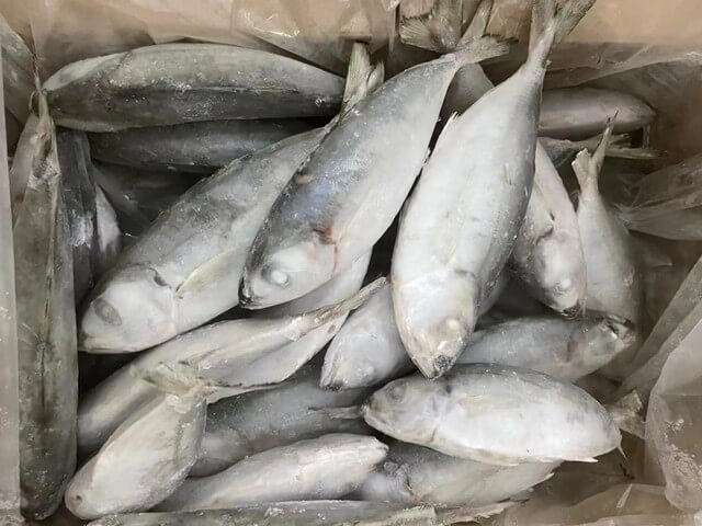 Bigeye Scad