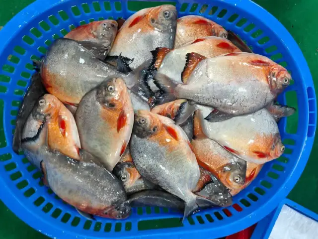 Red Pomfret