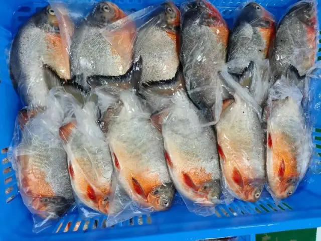 Red Pomfret
