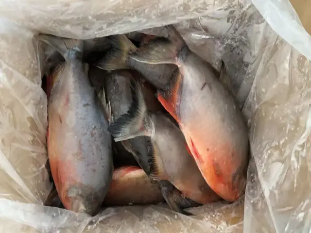Red Pomfret