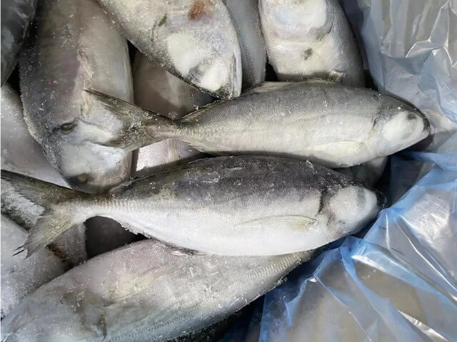 Bigeye Scad