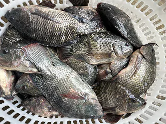 Step 1: Raw Material Receiving & Live Fish Handling