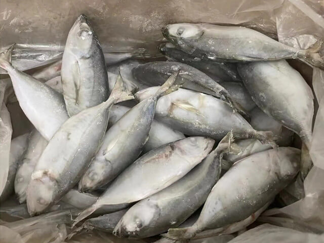 Bigeye Scad
