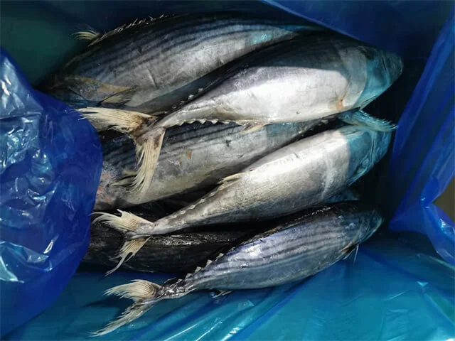 Striped Bonito