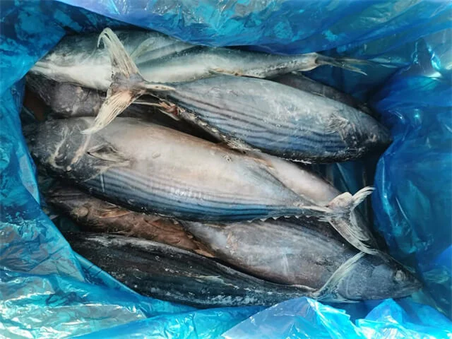 Striped Bonito