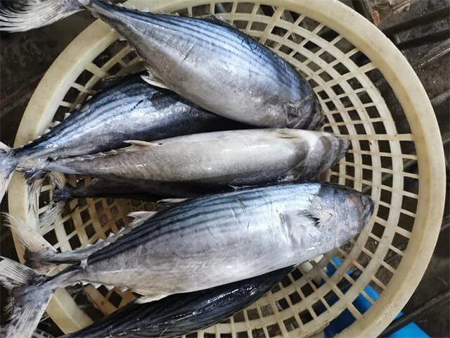 Striped Bonito