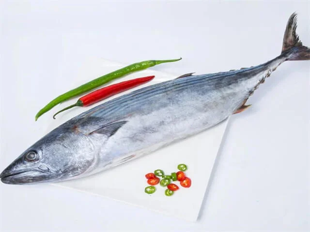 Striped Bonito