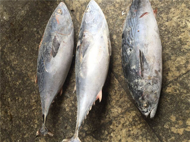 Bonito Tuna