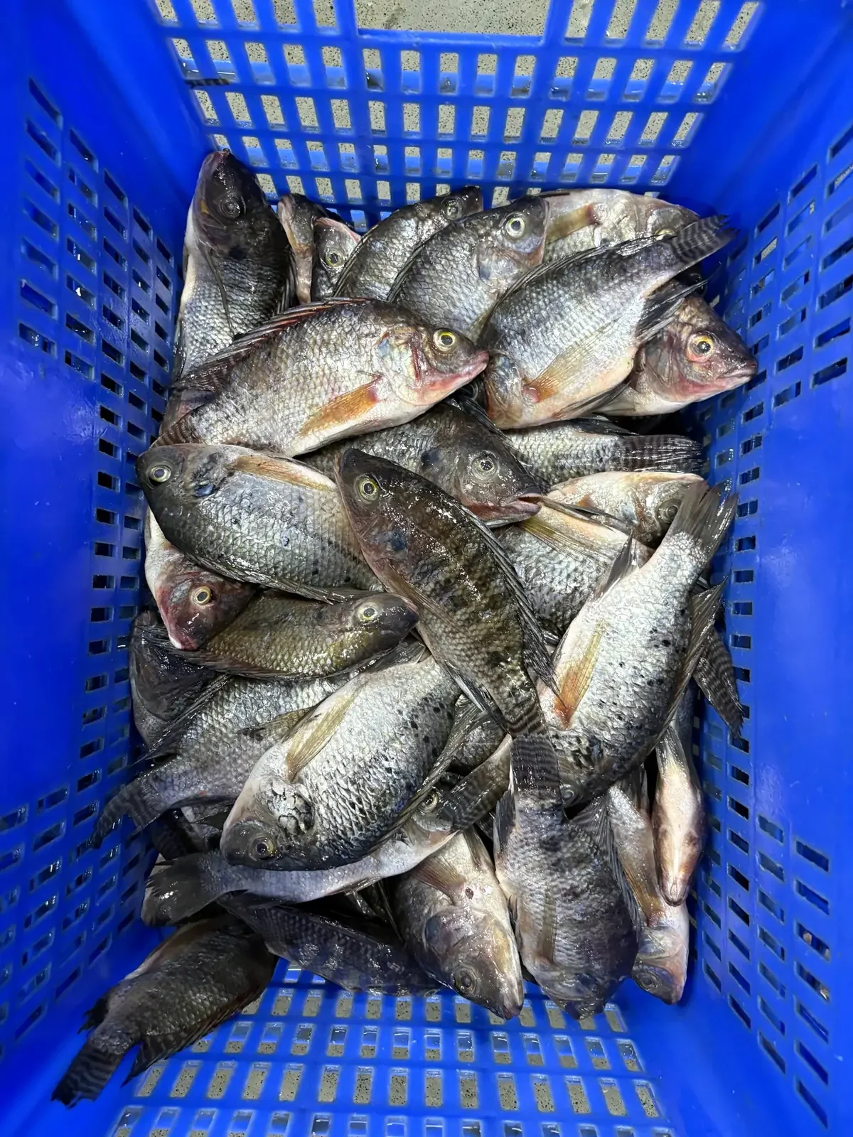 Tilapia noir entier congelé