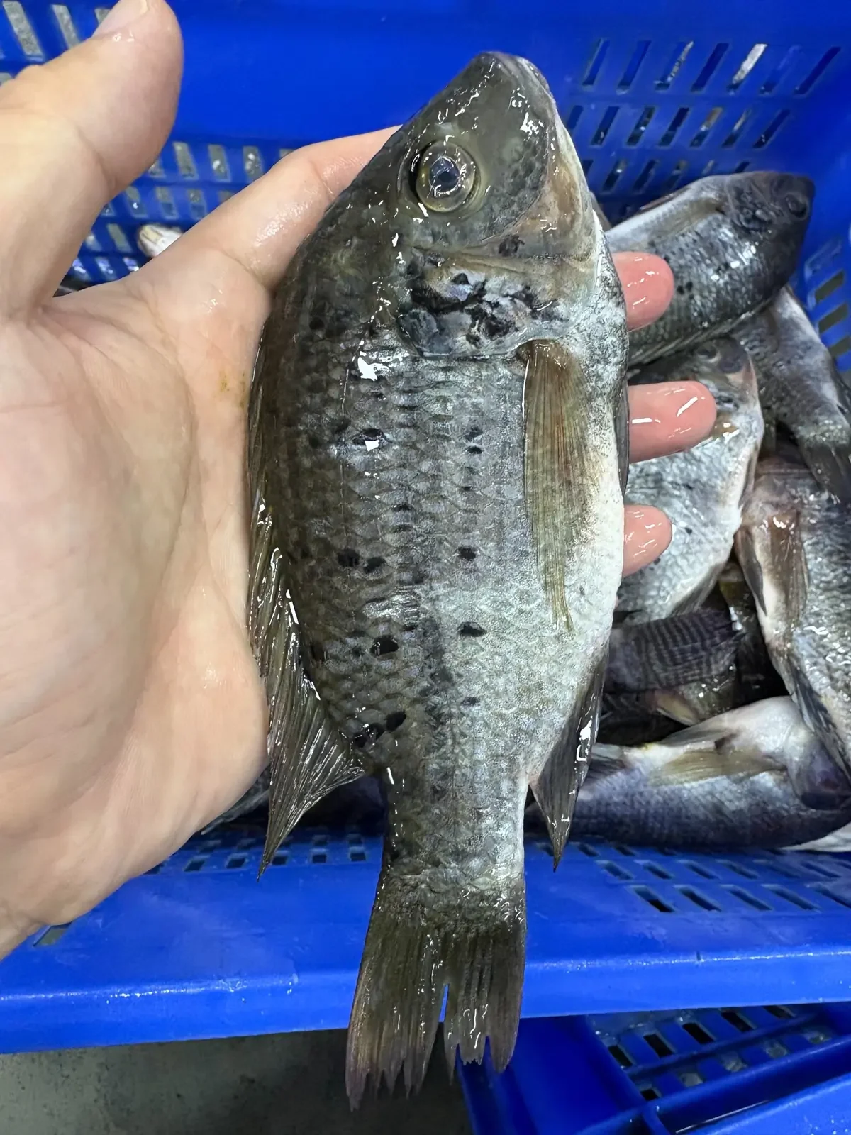 Tilapia noir entier congelé