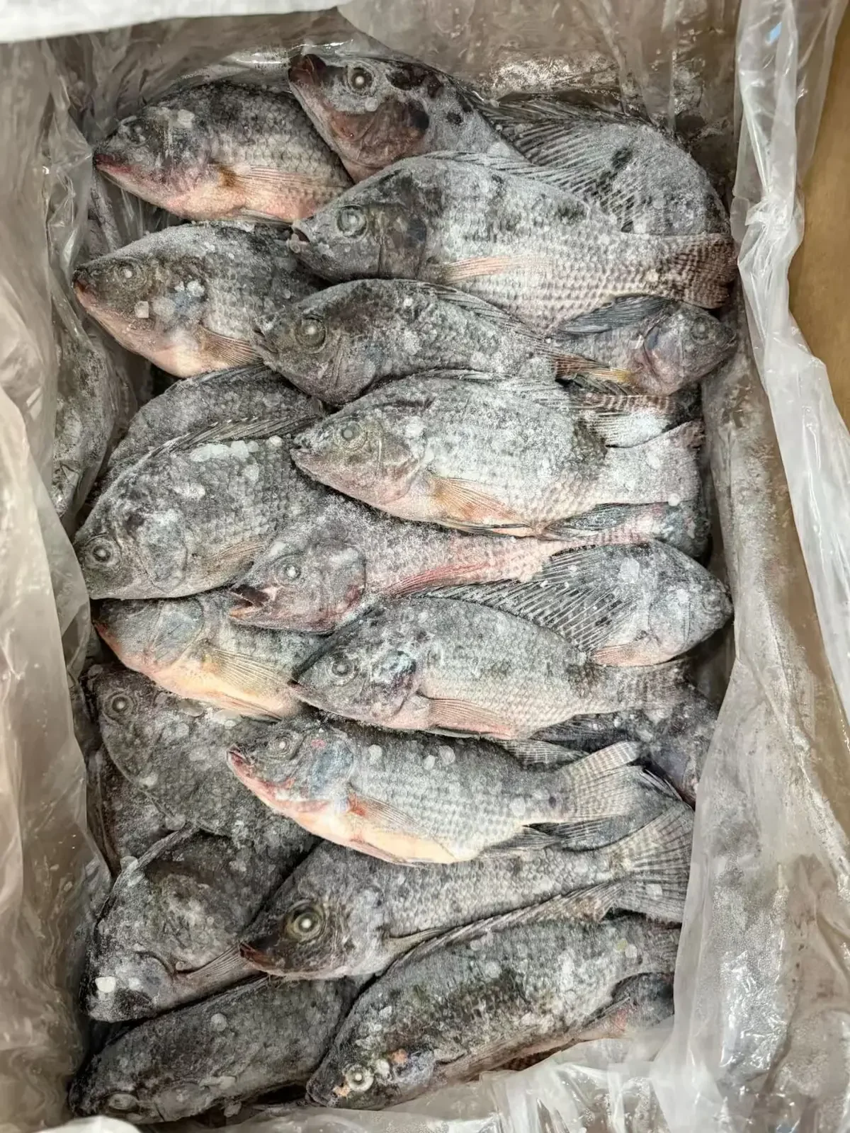 Tilapia noir entier congelé