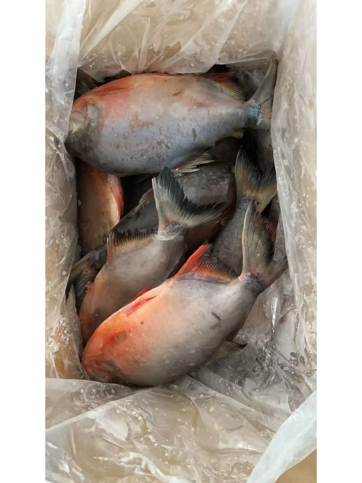 Frozen Red Pacu