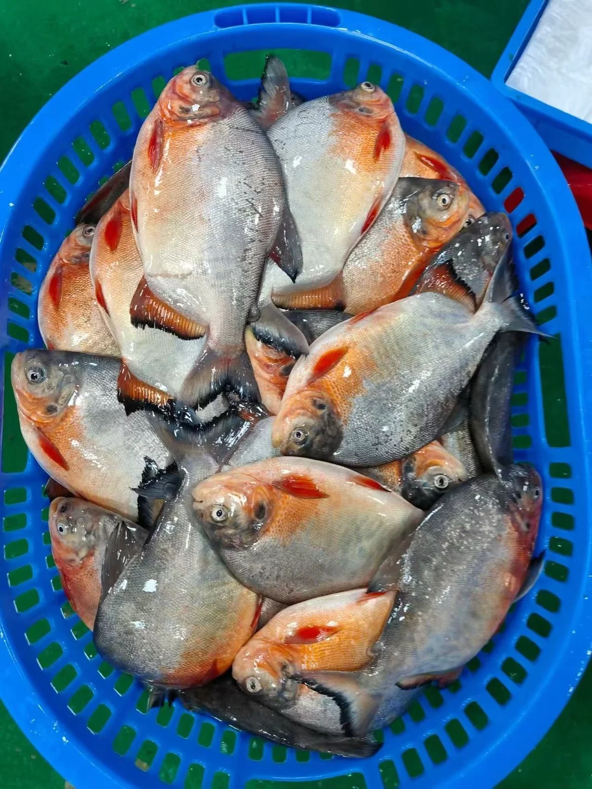 Frozen Red Pacu
