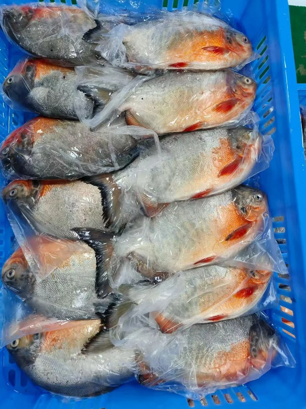 Frozen Red Pacu
