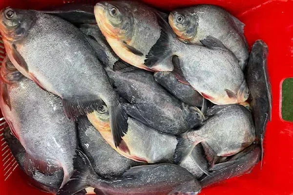 Step 1: Raw Material Receiving & Live Fish Handling