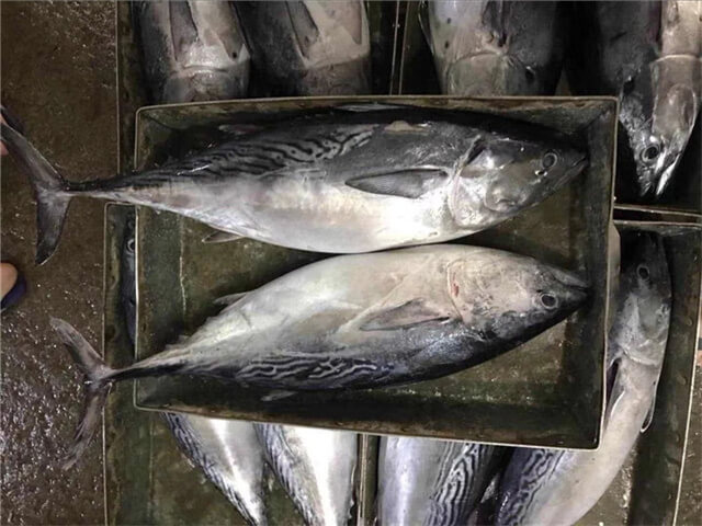 Bonito Tuna