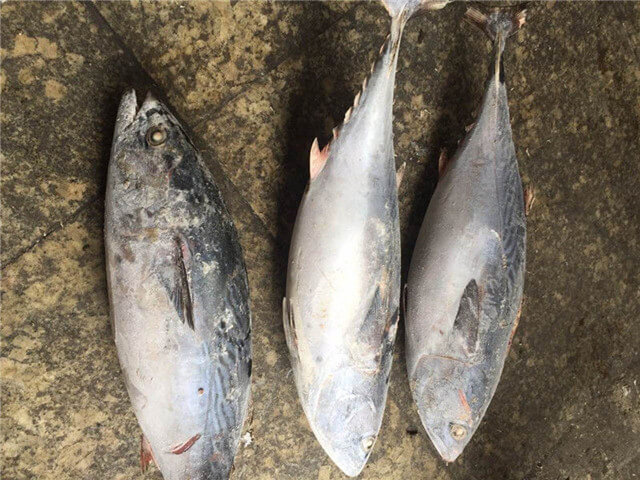 Bonito Tuna