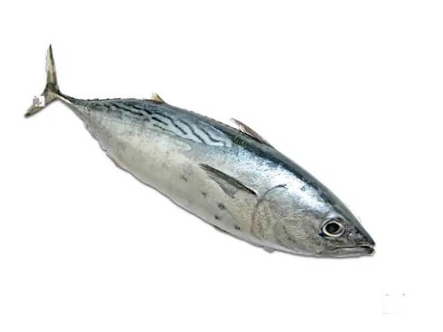 Bonito Tuna