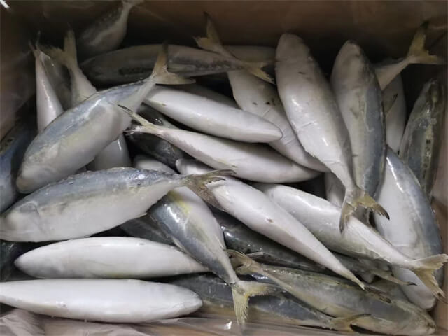 Indian Mackerel